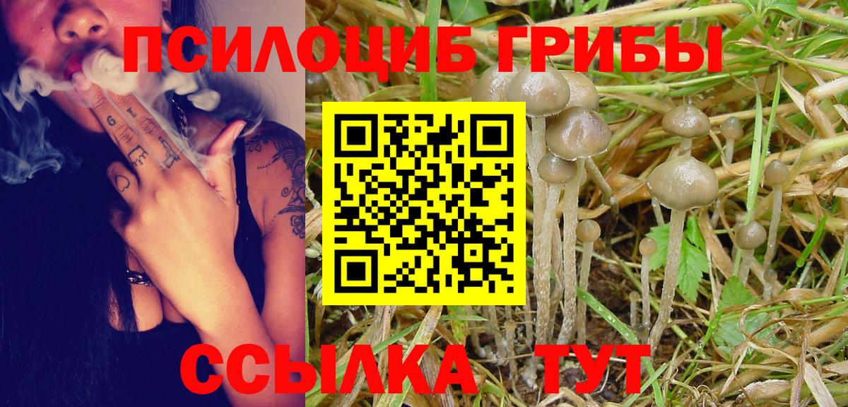 Псилоцибиновые грибы Psilocybe Чистополь